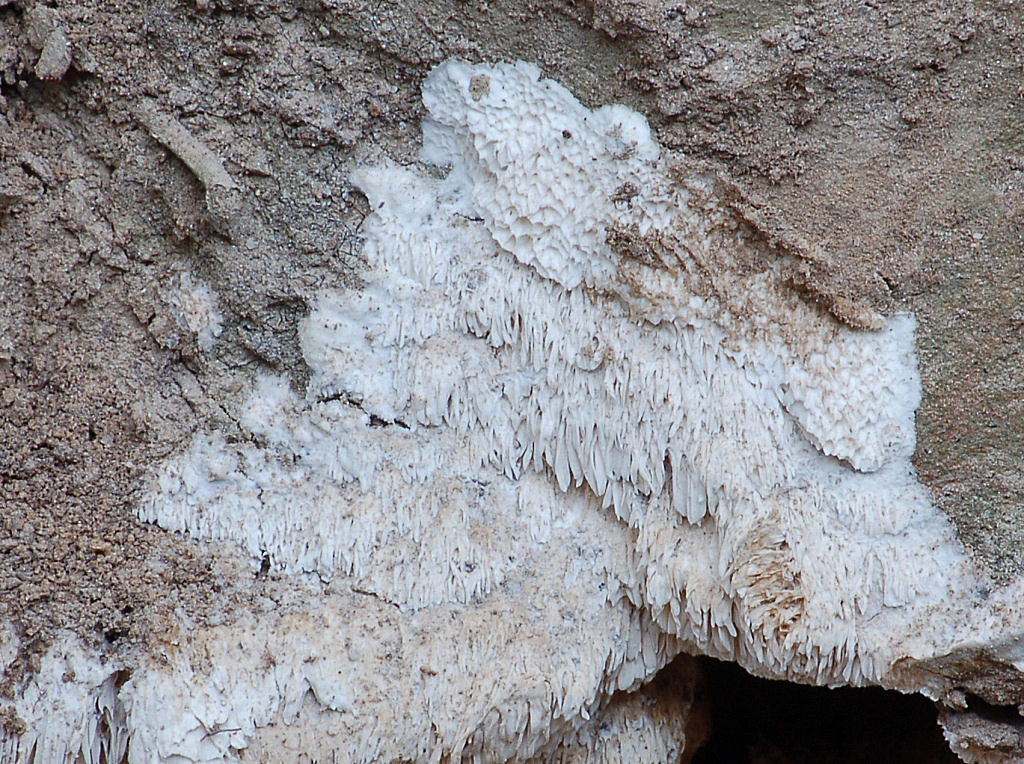 Oxyporus latemarginatus